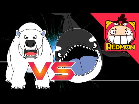 Killer whale vs Polar Bear | Animal Battle | 4K cartoon | REDMON