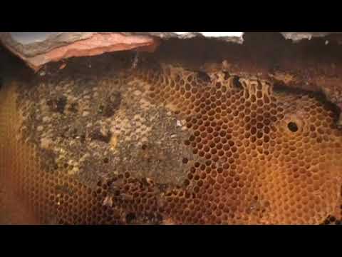 Che esso è possibile togliere un posto di pigmentary su una faccia Olio da posti pigmentary di pelle di faccia