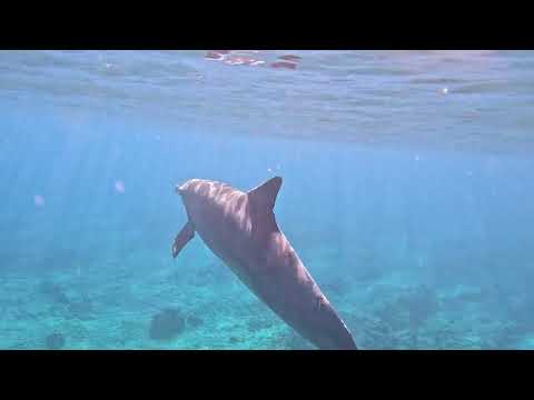 South Africa Surf Ski Mauritius Tours - August 2025 - Day 5 - Swimming with Dolphins