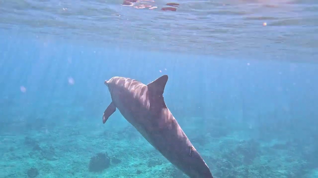 South Africa Surf Ski Mauritius Tours - August 2025 - Day 5 - Swimming with Dolphins