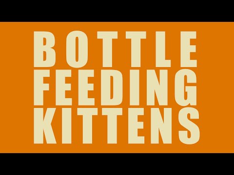 Bottle Feeding Kittens - Everything You Should Know