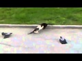 Crows vs Cat vs Cat vs Leonard Bernstein 