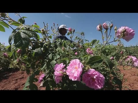 Сбор роз в Болгарии