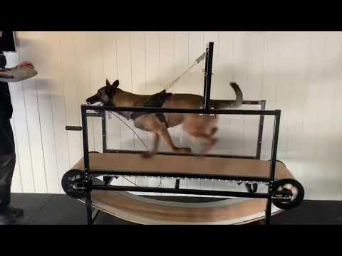 Belgian Malinois van aziz