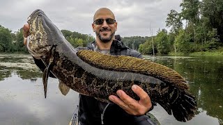 NEW ADDICTION!?! SNAKEHEAD FISHING (2 GIANTS on a TOPWATER FROG)