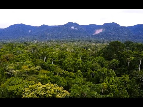 A forest reborn: a film by Bidisha Das