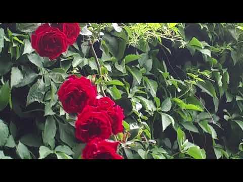 @ionbogdanstefanescu  Beethoven - Flute Trio in G Dur