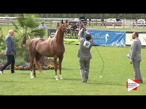 3rd - N.37 LEEN AL SHAQAB - Chantilly 2016 World Cup - Fillies 3 years old (Class 3)