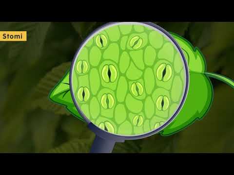 La fotosintesi clorofilliana