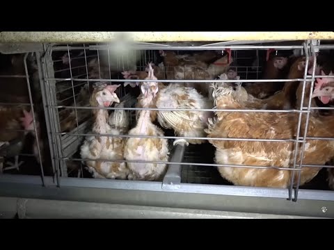 , title : 'Abattoirs, élevages, braconnage : les nouveaux scandales de la maltraitance animale'