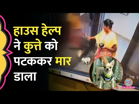 Bengaluru में House Help ने Lift में Pet Dog को पटककर मार डाला, CCTV में कैद पूरी घटना