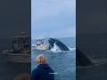 Facts About Blue Whale Whale Shorts Facts Animals