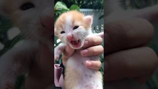 Download lagu Suara kucing minta tolong mp3