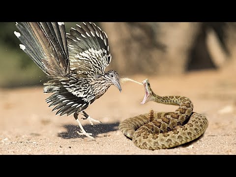 THE ROADRUNNER, Snake Hunter and the Fastest Runner