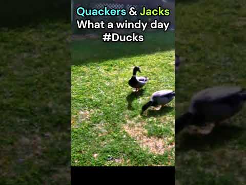 The Wind don't stop us Q&J  🦆🦆 #ducks #shorts #birds #cute🦆🦆
