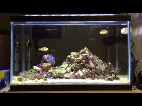Awesome Fully Stocked 10 Gallon Nano Reef Tank