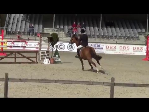Covalsky, 7yo holsteiner gelding, Contendro II x Lavall