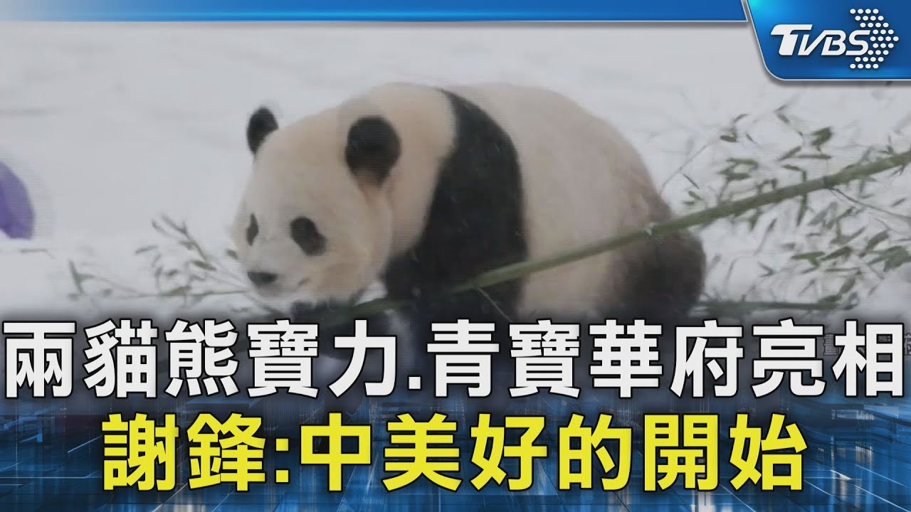 兩貓熊寶力、青寶華府亮相 謝鋒:中美好的開始
