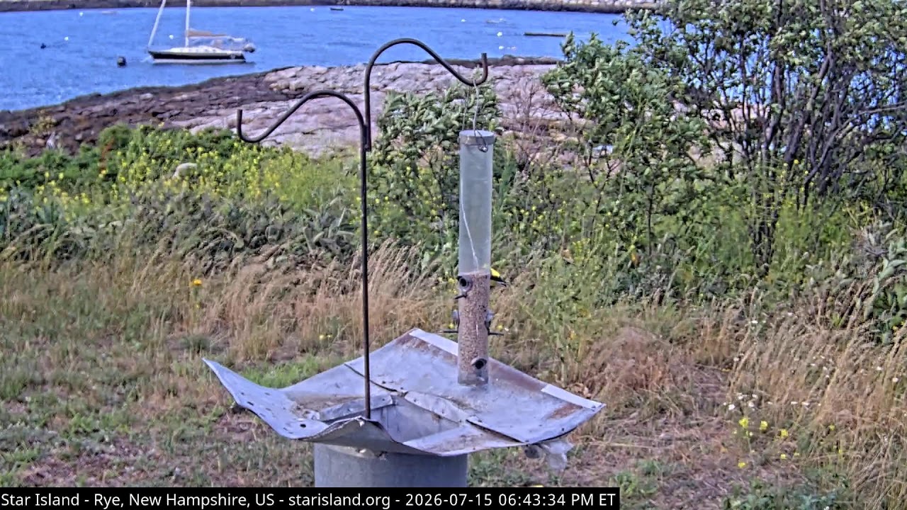 Live webcam view of Star Island Bird Feeder