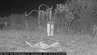 New Hampshire · Star Island Bird live stream