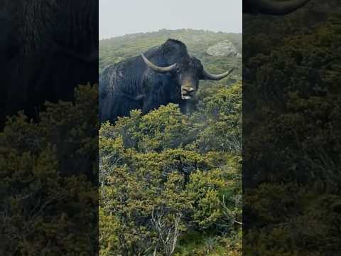 Small To Wild Animal Transformation!!