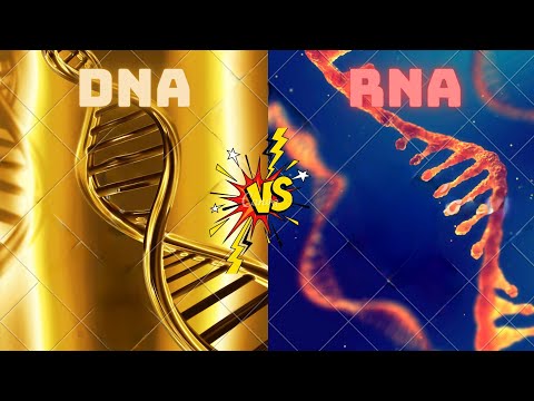 DNA VS RNA | What are the differences?