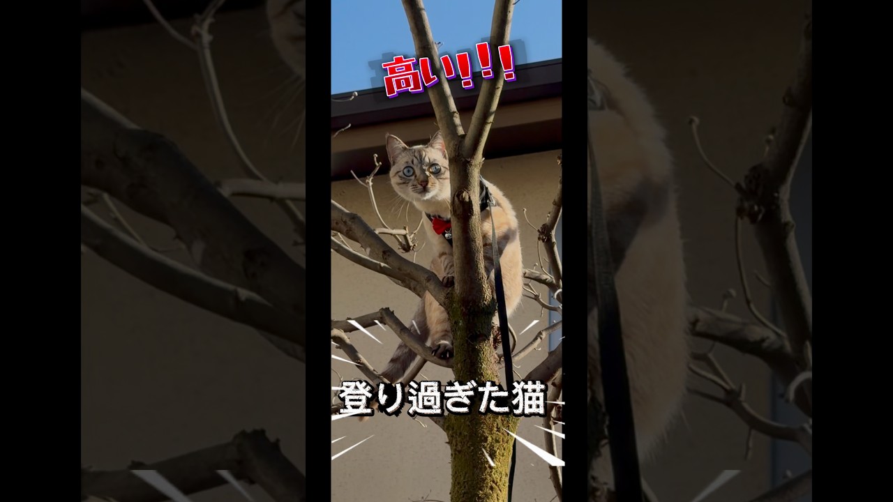 木登りジル君がとんでもないことになりました！！【保護猫ジルベール】 #cat #ネコ #保護猫