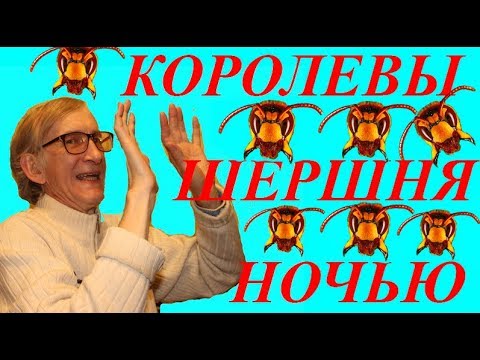 Дрессировка Шершней: Королевы Шершней Ночью!