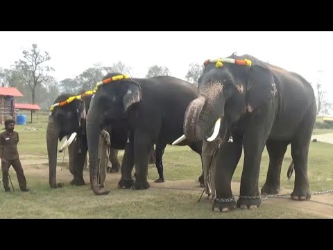A feast for south India's elephants to mark Hindu Pongal festival | AFP