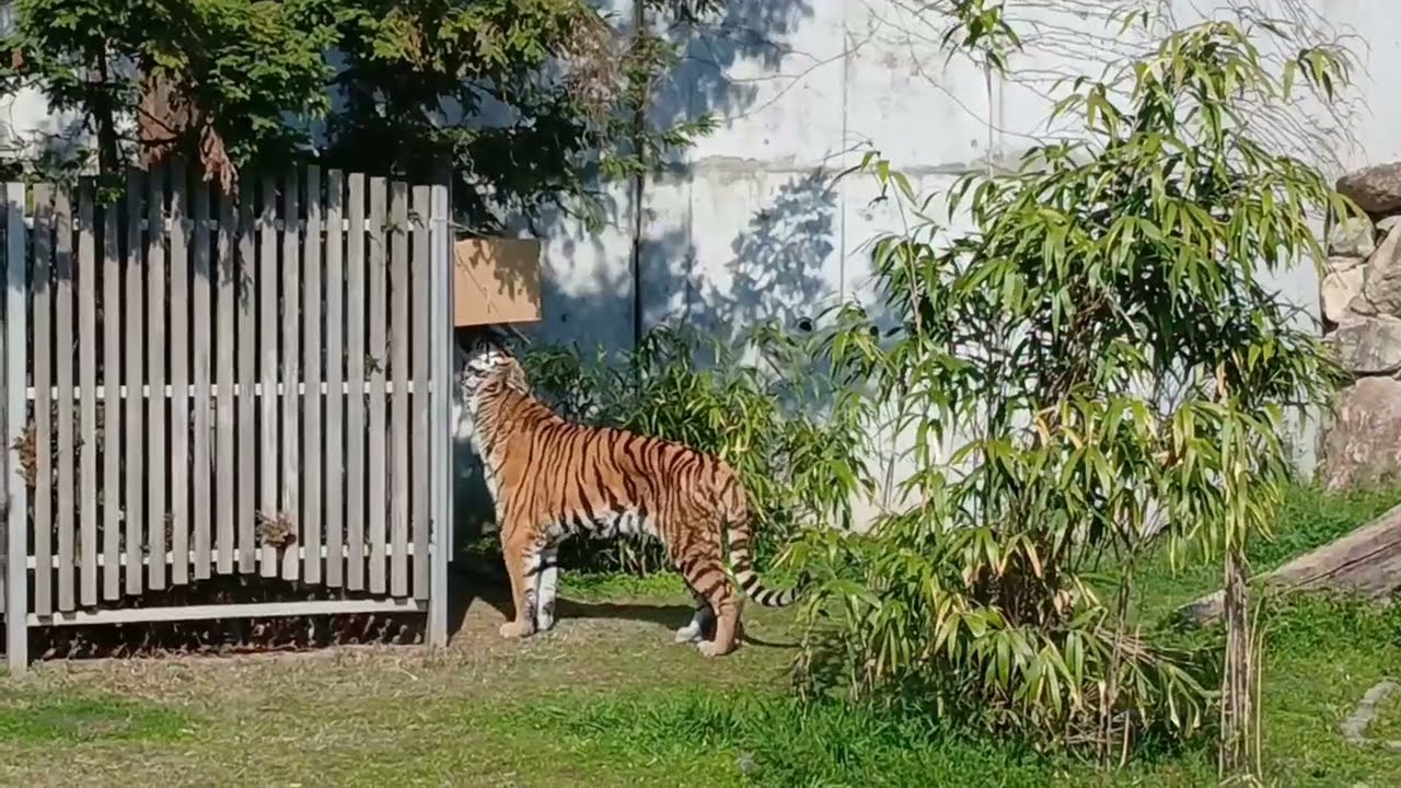 【天王寺動物園】関西大倉高校生作製のおもちゃー高いところにある段ボール
