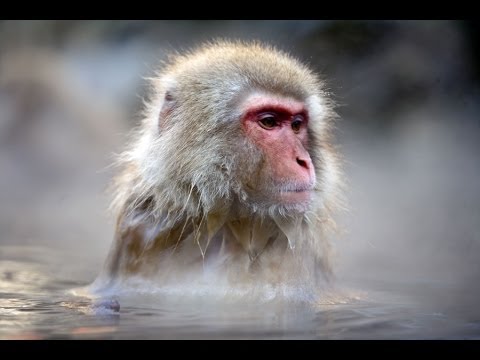 Peaceful Monkeys in the Hot Springs of Japan