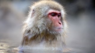 Peaceful Monkeys in the Hot Springs of Japan