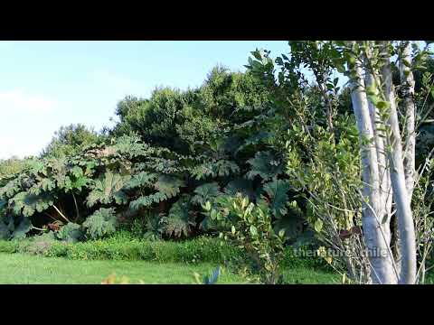 Lago Llanquihue Región de Los Lagos Chile 10 