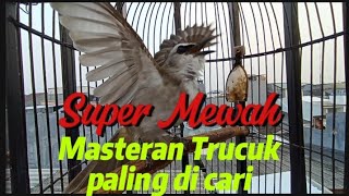 Download lagu Trucuk Gacor ROPEL PANJANG volume keras, masteran trucuk ropel syahdu  mp3