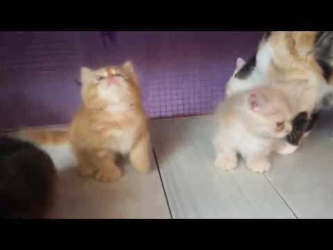 Munchkin cats stand up and playful