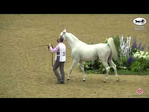 N 359 SULTAN AL SHAQAB   Qatar National Arabian Horse Championship 2022   Stallions 11+ Years Old Cl