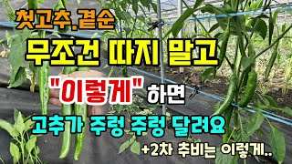 고추 다수확 하려면 방아다리 첫고추 빨리 따지 마세요 고추가 주렁주렁 달립니다 고추 2차 추비 방법 곁순제거…