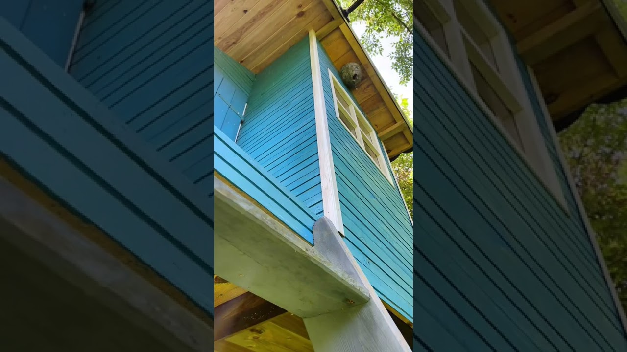 😱Gdzie osy zrobiły gniazdo￼￼Zwalczanie os szerszeni #insektpol #zwalczanie #dezynsekcja #osy