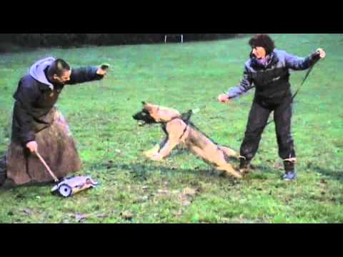 Jagira Aykmar - protection - 6 months