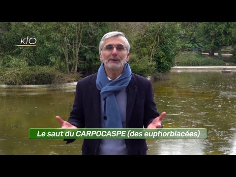 Le saut du carpocapse