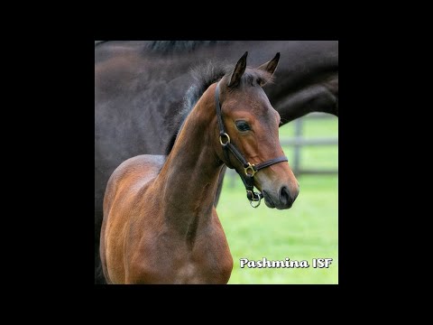 Pashmina ISF at Iron Spring Farm, October 2020
