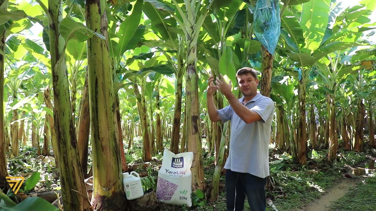 Programa nutricional na cultura da banana baseado em análise de solo