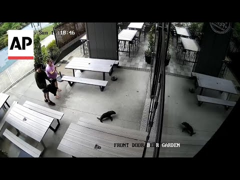 'Grab the salmon!': Baby seal walks into a bar in New Zealand - YouTube