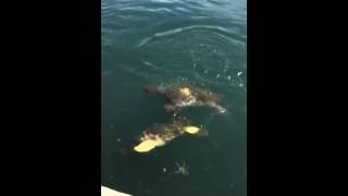 Turtels in Argostoli harbour fighting