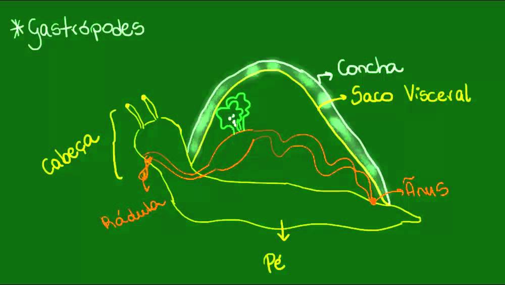 Sistema digestório dos Moluscos - Zoologia - Biologia