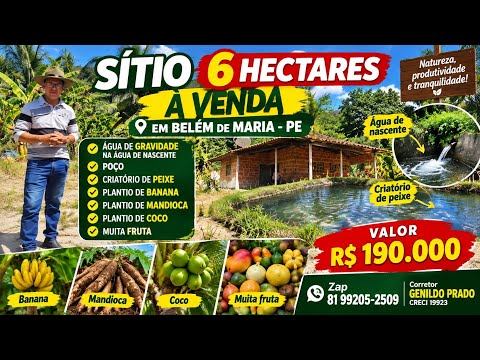 1.103#Oportunidade chegou sitio 6 hectares 190.mil Belém de Maria 