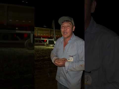 Muita Chuva na colheita em Balsas-Maranhão, Localidade Batavo. #agronegócio #agro #colheita #balsas