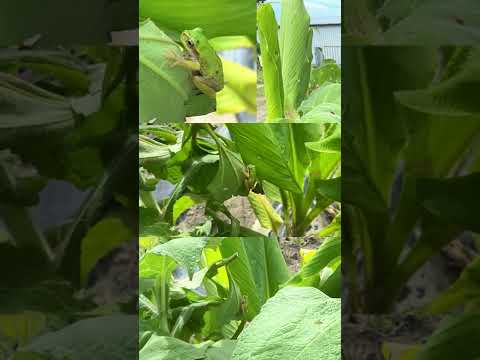 一般的なカエルのスプーン 植物