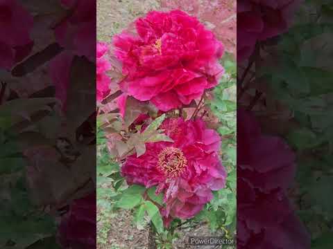 牡丹をどこに植えますか？展示、フロアなど  庭園