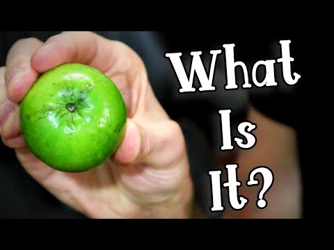GREEN JUJUBE - Reviewing an Often Misunderstood Fruit - Weird Fruit Explorer
